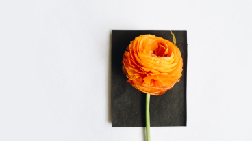 Unveiling the Secrets to Higher Rankings